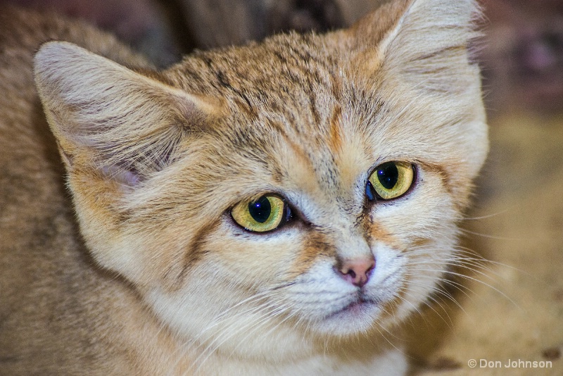 Sand Cat 12-12-15 103