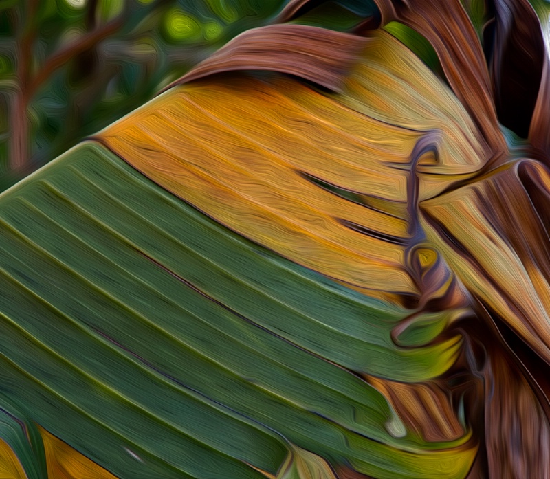 banana palm leaf