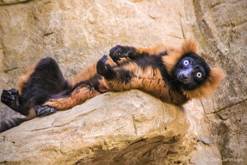 Lounging Lemur 12-12-15 014