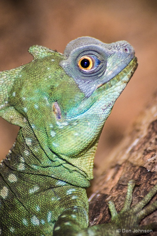 Green Crested Basilik 12-12-15 216
