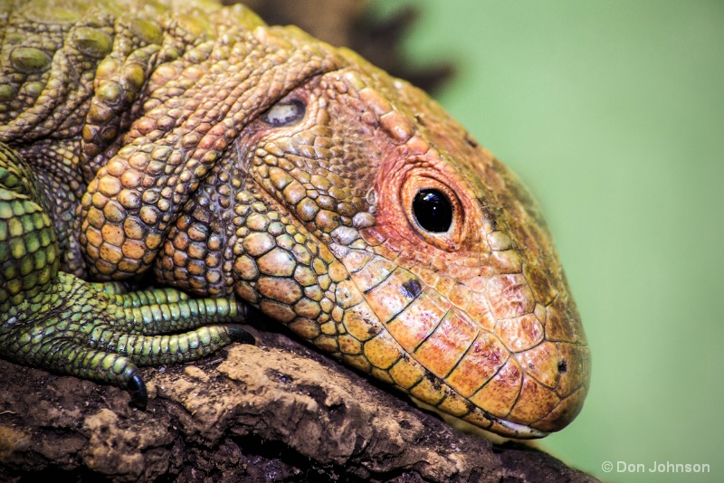 National Zoo Lizard 12-12-15 248