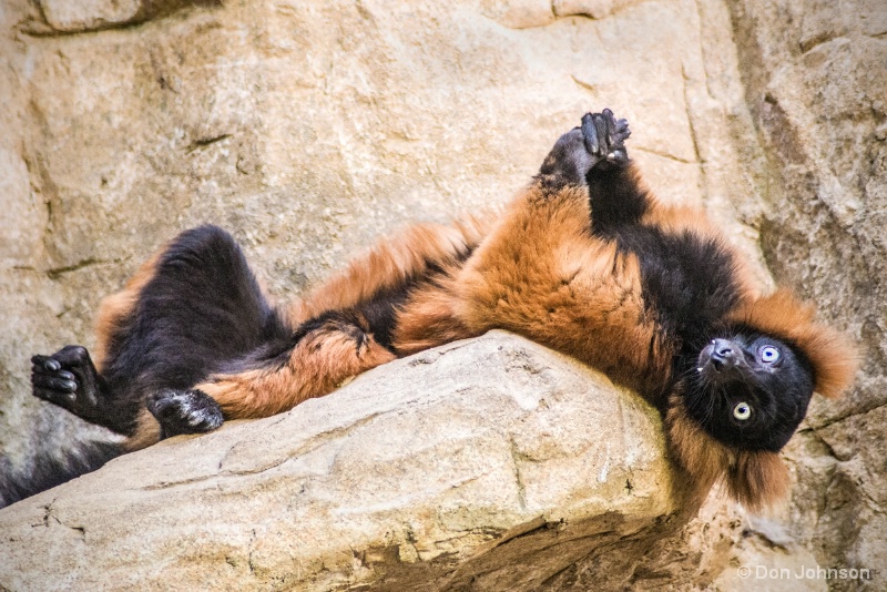 Lemur Repose 12-12-15 020