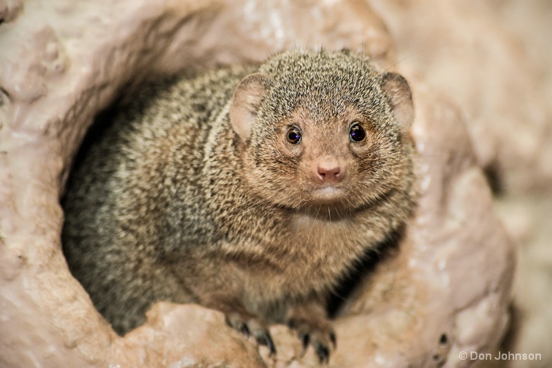 Dwarf Mongoose 12-12-15 162