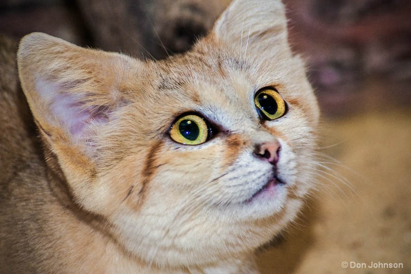Sand Cat #2 12-12-15 120