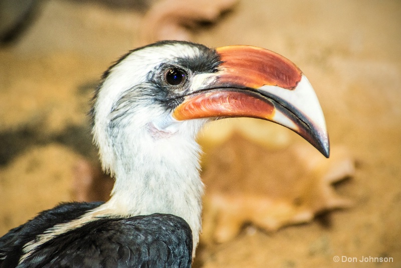 National Zoo Bird 12-12-15 054