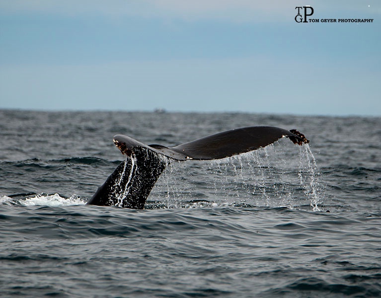 Humpback drizzle