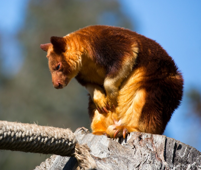 Tree Kangaroo