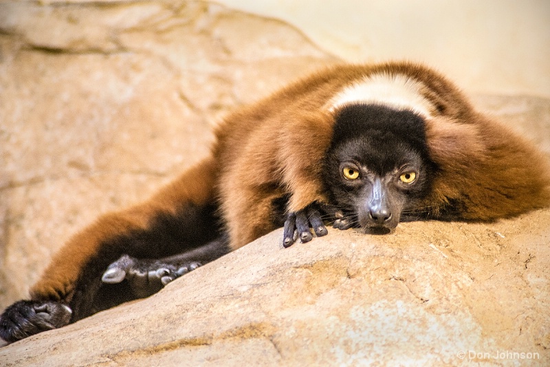 Evil Eye Lemur 12-12-15 082
