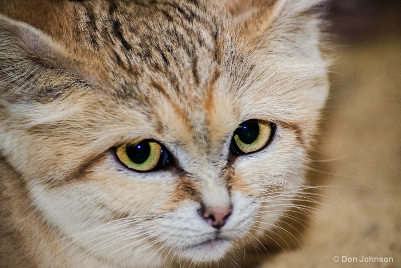 Sand Cat Close-Up 12-12-15 099