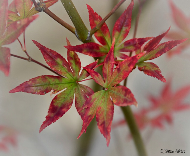 Chinese Maple