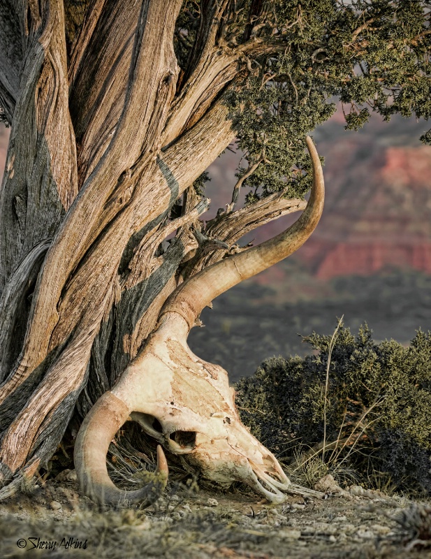 Beevis in Palo Duro Canyon