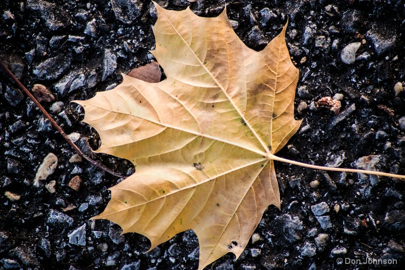 Fallen Leaf