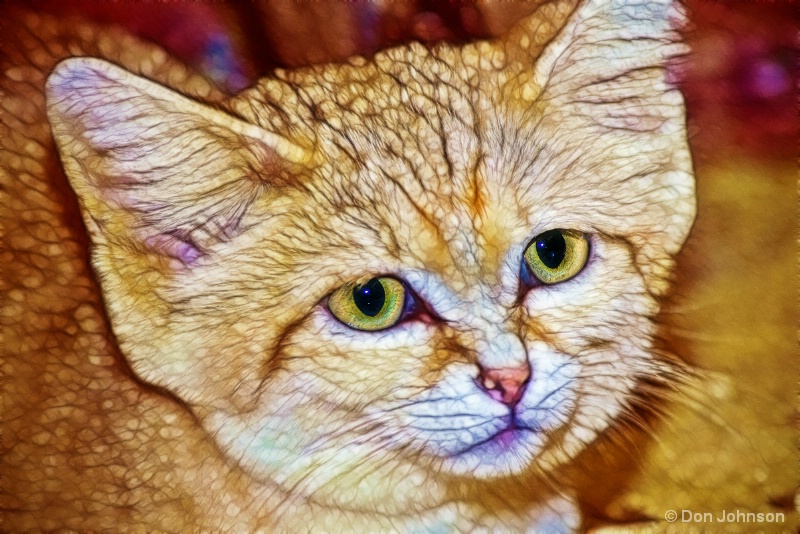 Artistic Sand Cat 12-12-15 103