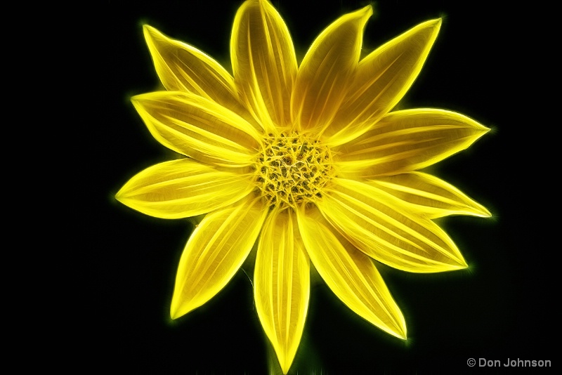Artistic Cape May Daisy 9-25-15 150