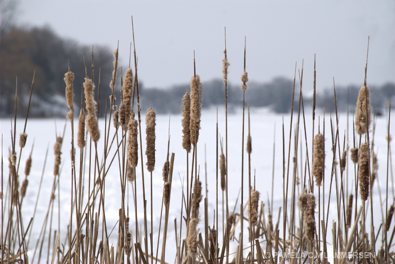 Reeds of Winter