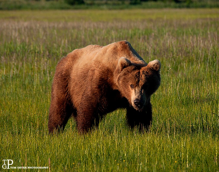 Alaskan Bruin!