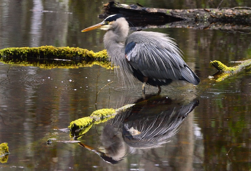 Blue Heron 5