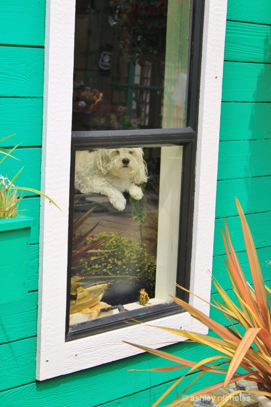 Dog in a window