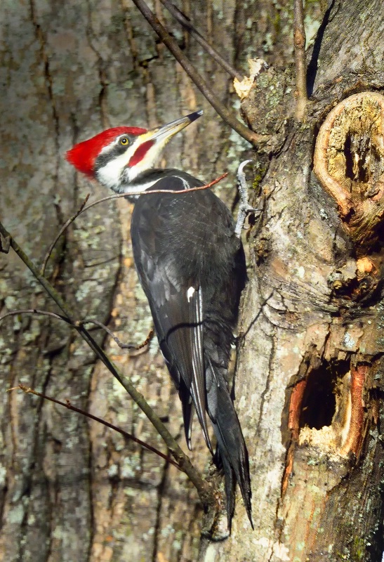 Pileated Woodpecker 2