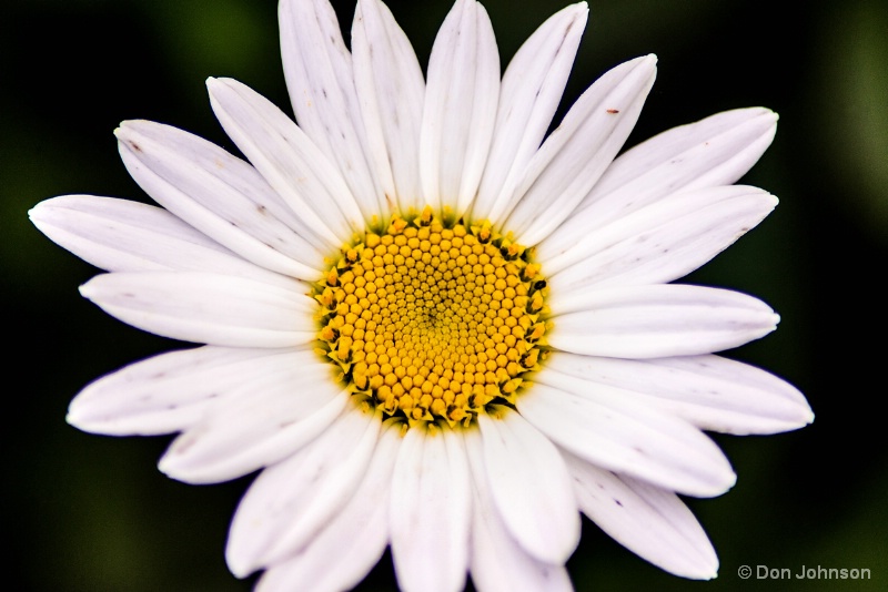 VA Daisy 7-17-15 243