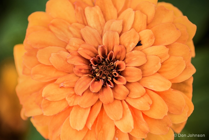 Orange Zinnia 8-13-15 090