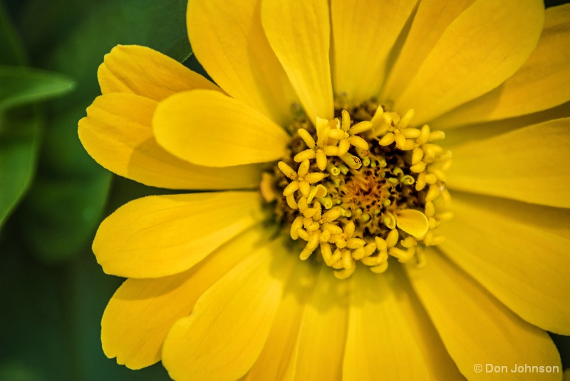 Yellow Monastery Zinnia 154