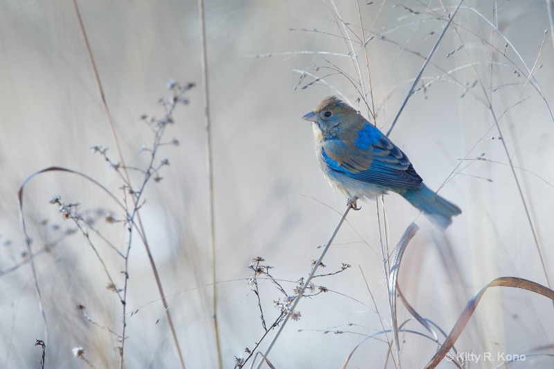 Indigo Bunting in the Snow Today
