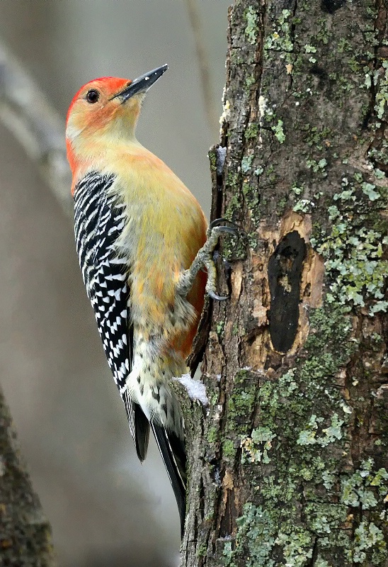 Red-bellied Woodpecker 2