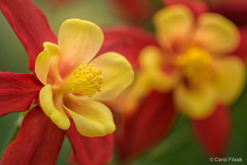Sunny Columbines