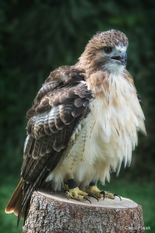 Ruffled Feathers
