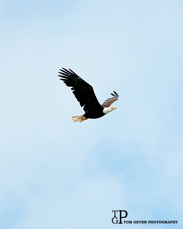 Bald Eagle
