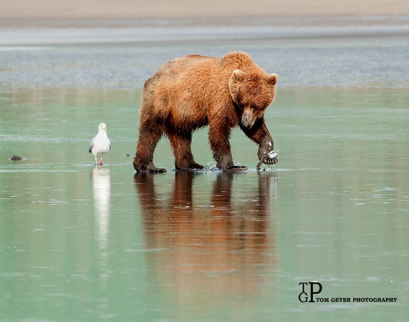 Hey Little Guy, look, Clams!