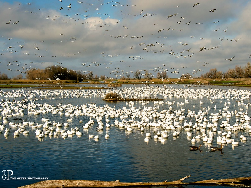 Goose Pond