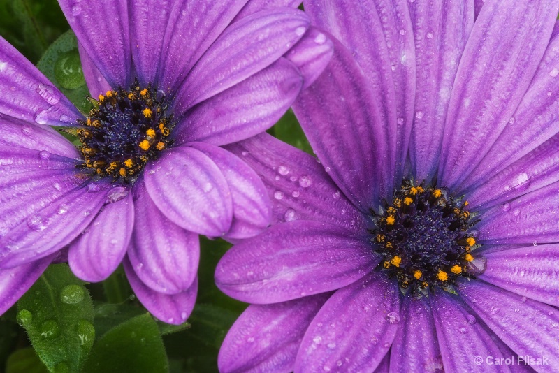 Purple Pair