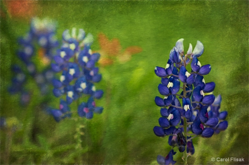 Painterly Bluebonnets