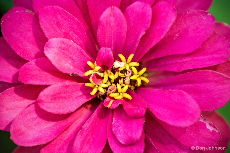 Dark Pink Monastery Zinnia 8-13-15 097