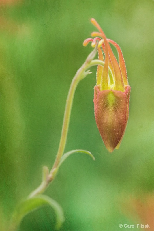 Columbine Beginnings