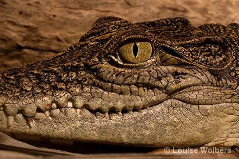 Crocodile Eye