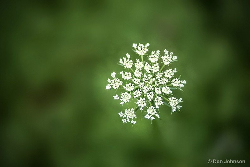 Queen Annes Lace 7-17-15 217