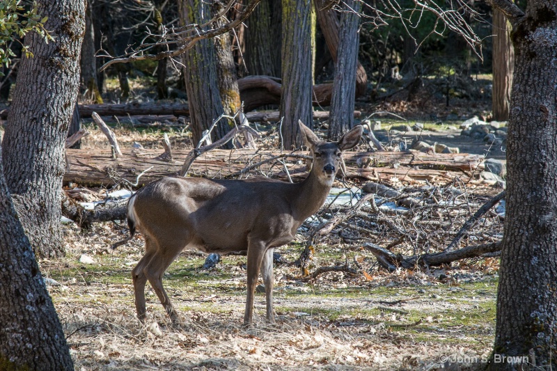 yosemite-0263