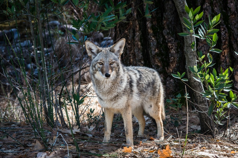 yosemite-2462