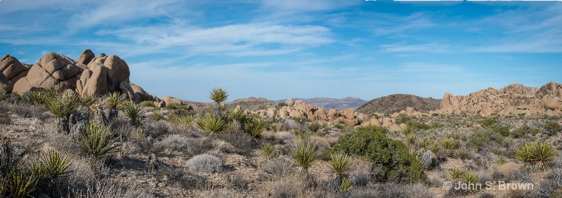 joshua tree-66