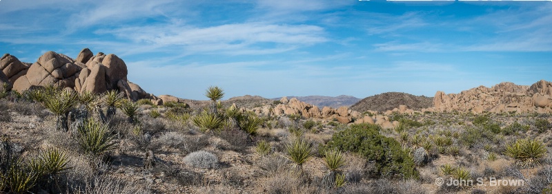 joshua tree-66