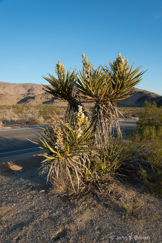 joshua tree-1927