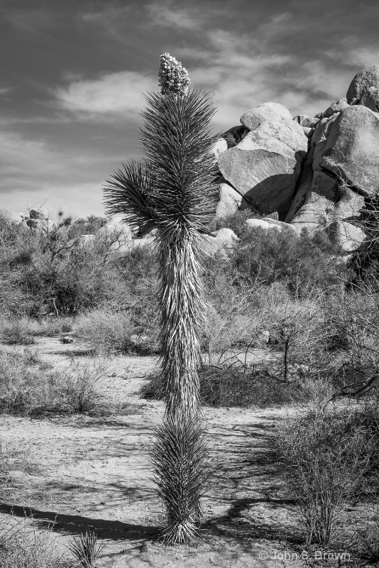 joshua tree-2105