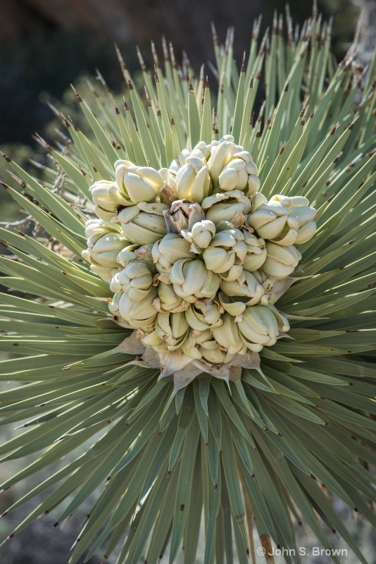 joshua tree-2203