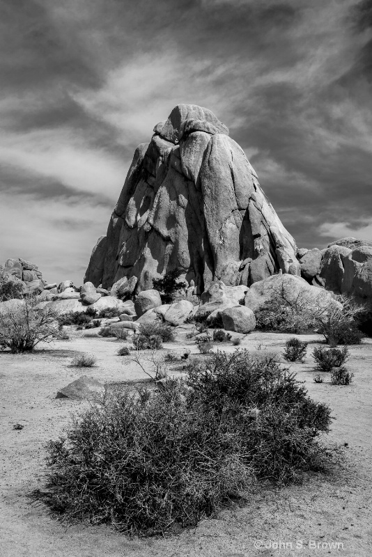 joshua tree-2227