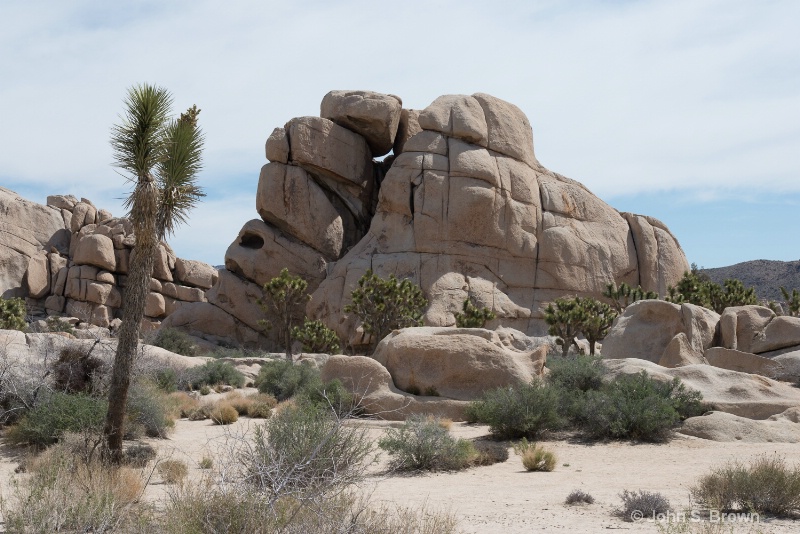 joshua tree-2229