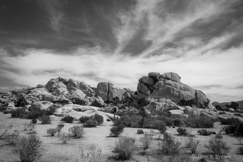 joshua tree-2268