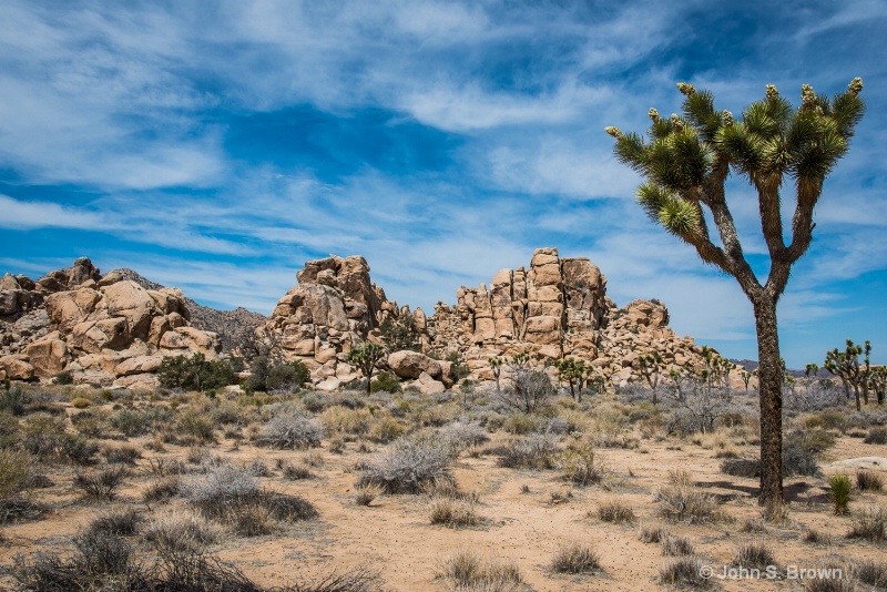 joshua tree-2298